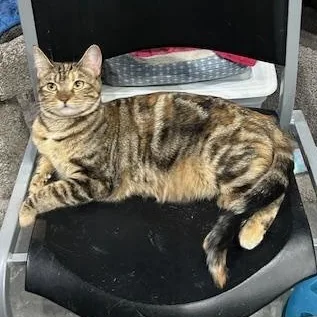 A young medium-sized female Torbie Domestic Short Hair cat named Brooklyn for adoption in Devils Lake, ND