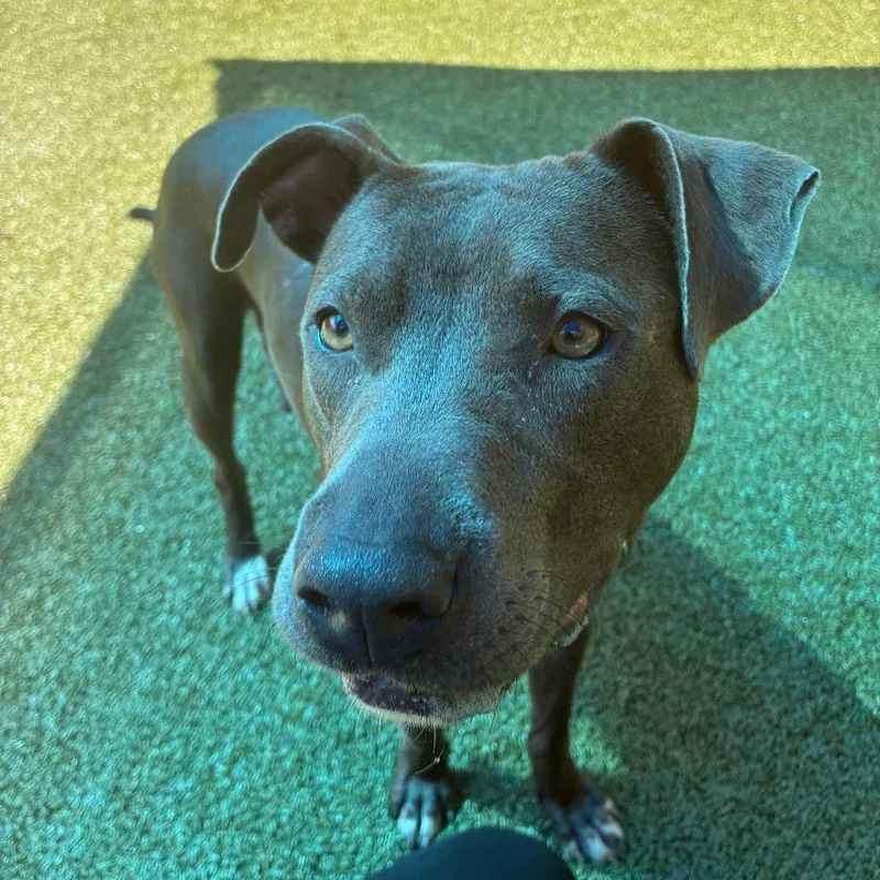 An adult large-sized female Gray / Blue / Silver Pit Bull Terrier dog named Philly for adoption in Greensboro, NC