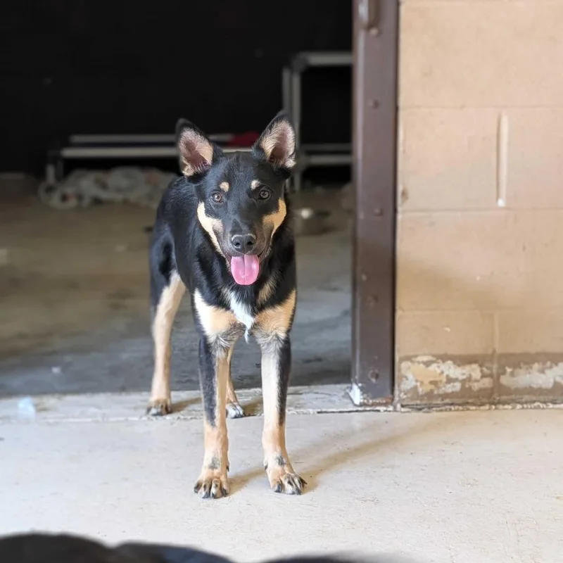 A young medium-sized male Black Shepherd dog named Kiwi for adoption in Grand Junction, CO