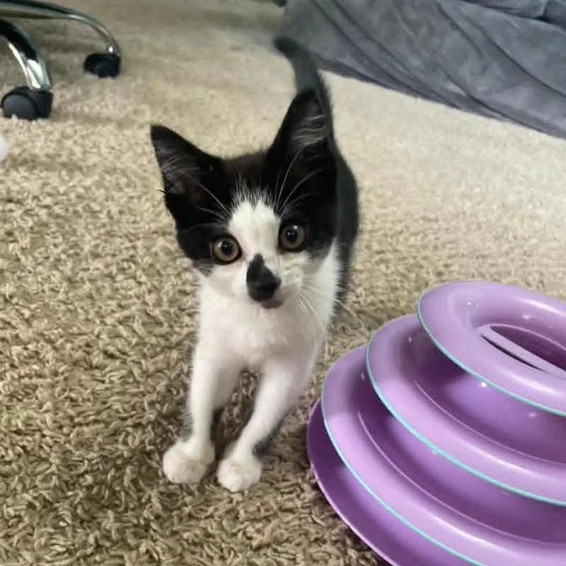 A baby small-sized female Black Domestic Short Hair cat named Liberty for adoption in Alma, WI