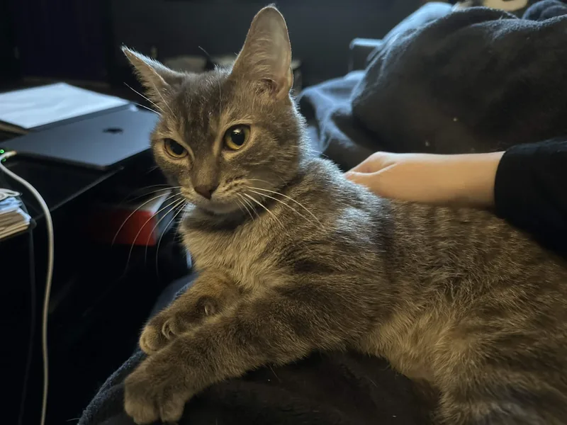 A young small-sized female Gray / Blue / Silver American Shorthair cat named April O'Neil for adoption in Pittsburgh, PA