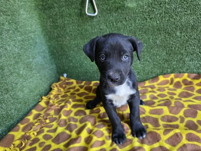 A baby small-sized male Husky dog named Kobe for adoption in Lancaster, CA