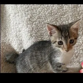 A baby small-sized female Brown / Chocolate Domestic Short Hair cat named Sweet Leilani for adoption in Prescott, AZ