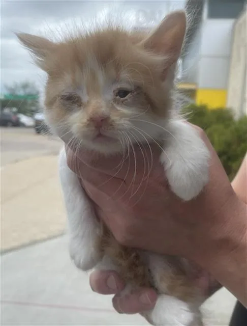 A baby medium-sized female Domestic Short Hair cat named Jesse for adoption in Dallas, TX
