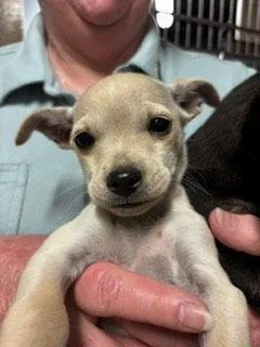 A baby small-sized female Chihuahua dog named Daisy for adoption in Bothell, WA