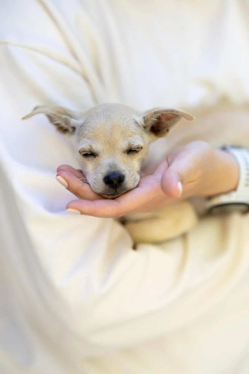 Daisy thumbnail 3