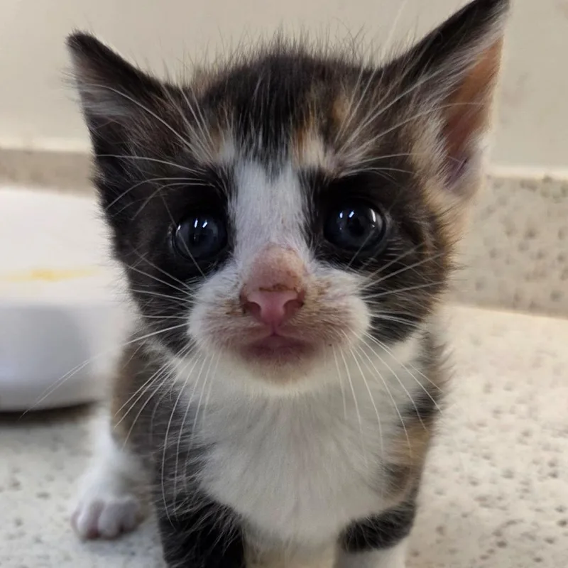 A baby small-sized female Calico Domestic Short Hair cat named Kacey for adoption in Auburn, AL