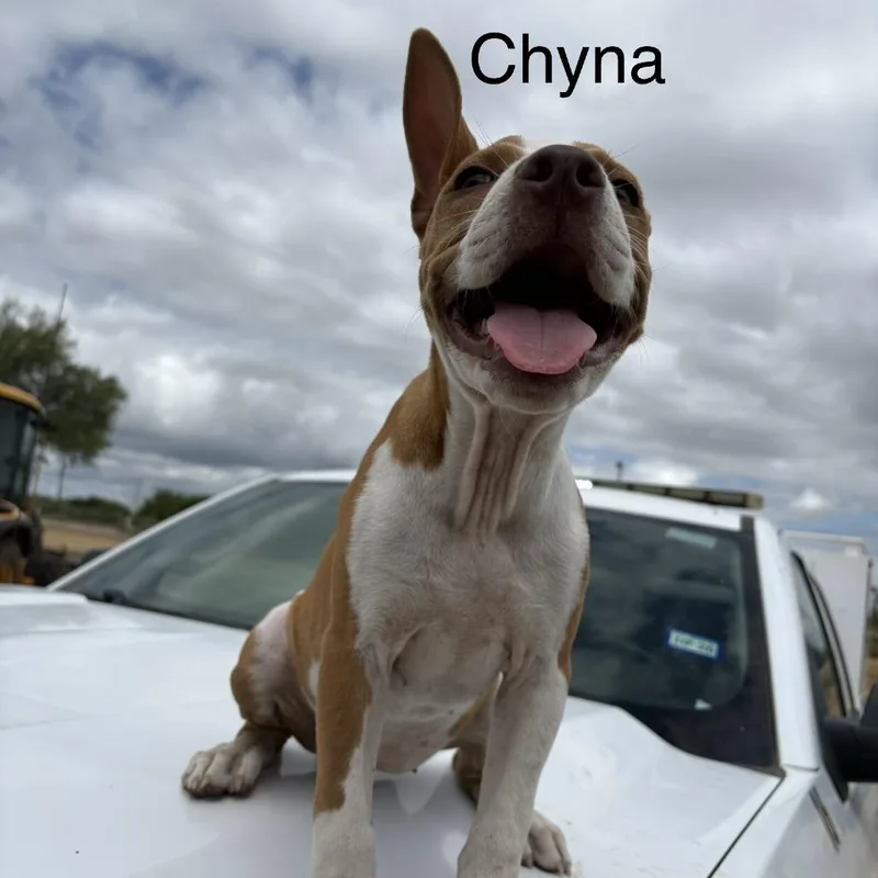 Chyna