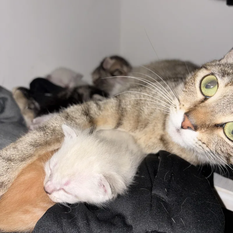 A young medium-sized female Tabby (Brown / Chocolate) Domestic Short Hair cat named Baby Girl for adoption in Liverpool, TX