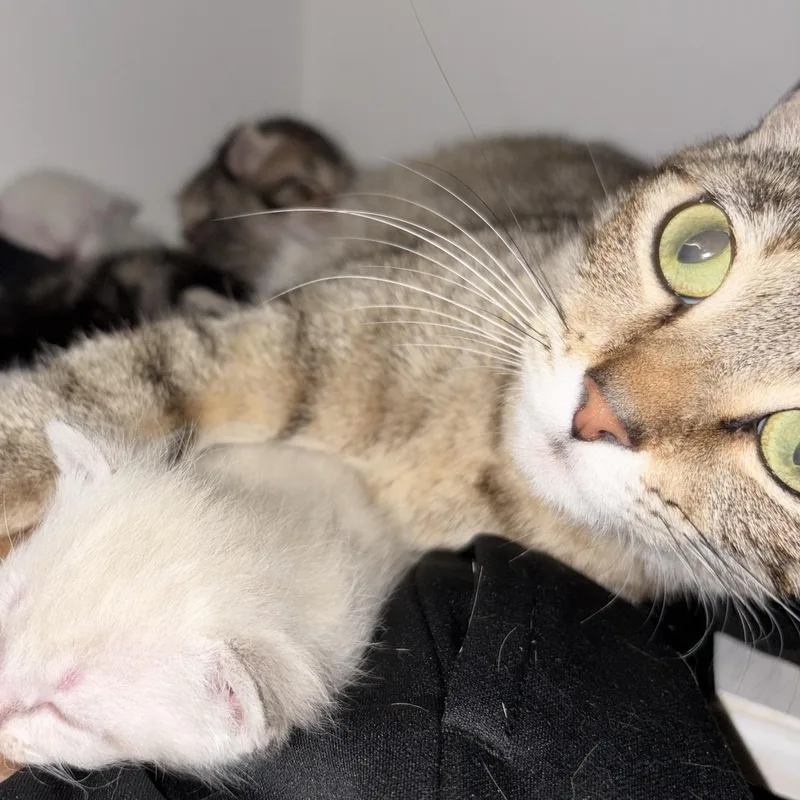 Baby Girl thumbnail 3