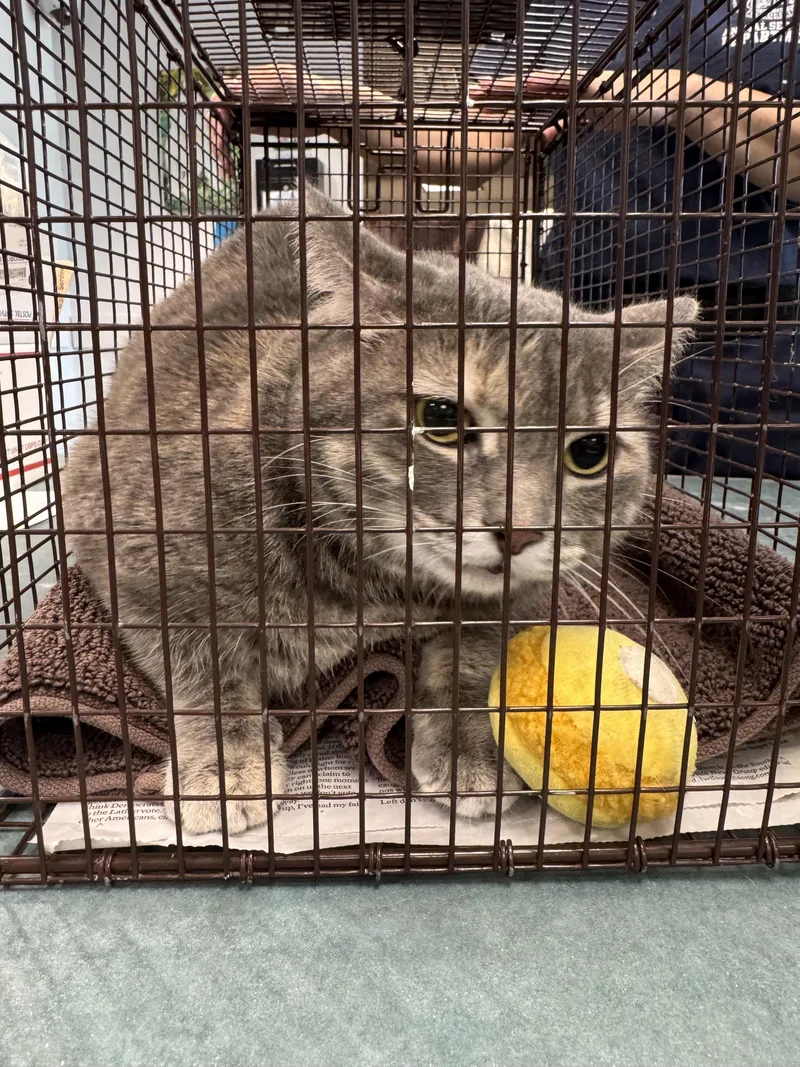 An adult small-sized female Domestic Short Hair cat named Michi for adoption in Chatsworth, CA