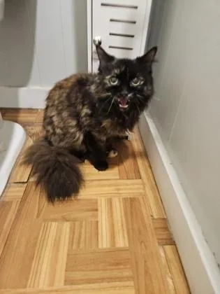 A senior medium-sized female Tortoiseshell Domestic Long Hair cat named Bubbles for adoption in Plano, TX