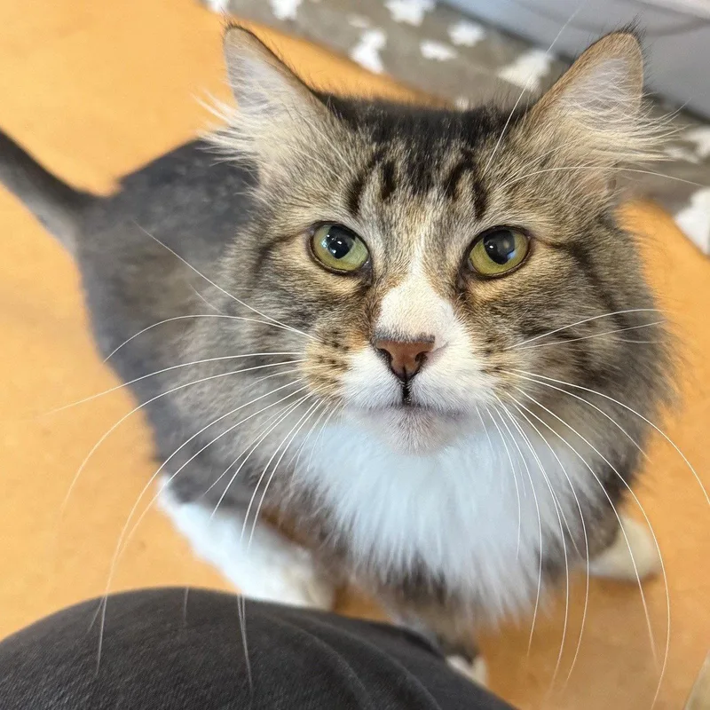 An adult medium-sized male Domestic Long Hair cat named Igor for adoption in Burlingame, CA