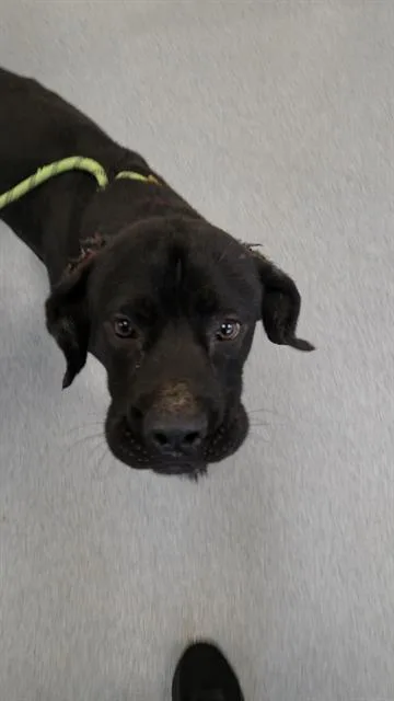 A young large-sized male Mastiff dog named Boogie for adoption in Indianapolis, IN