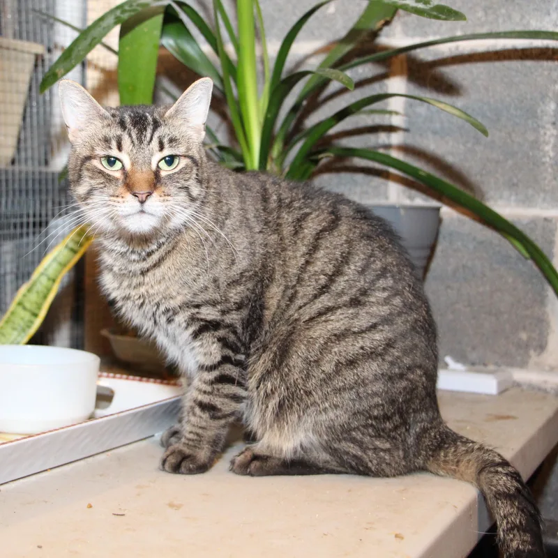 A young medium-sized female Tabby (Brown / Chocolate) Tabby cat named Amber for adoption in Harrisburg, PA