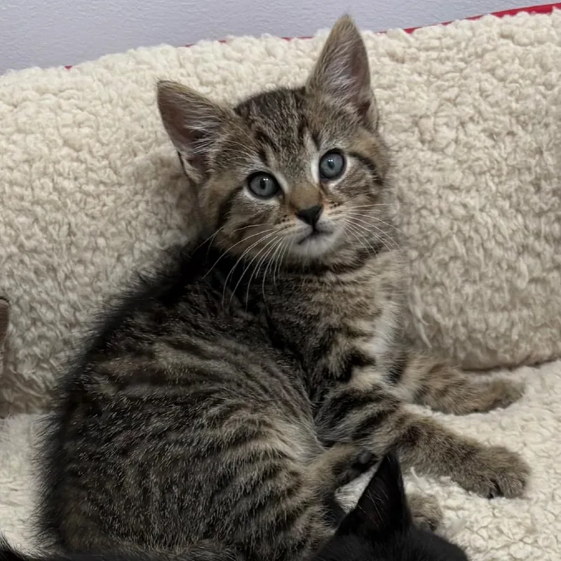 A baby small-sized male Brown / Chocolate Domestic Short Hair cat named Fage for adoption in Potomac, MD