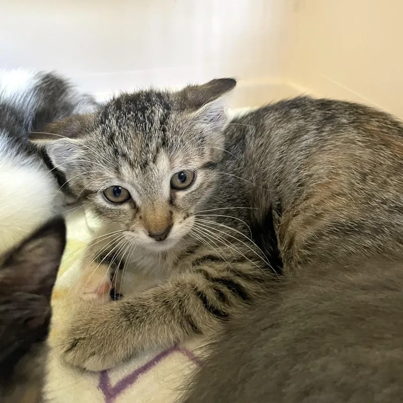 A baby small-sized female Brown / Chocolate American Shorthair cat named Spam Fried Rice for adoption in Carencro, LA
