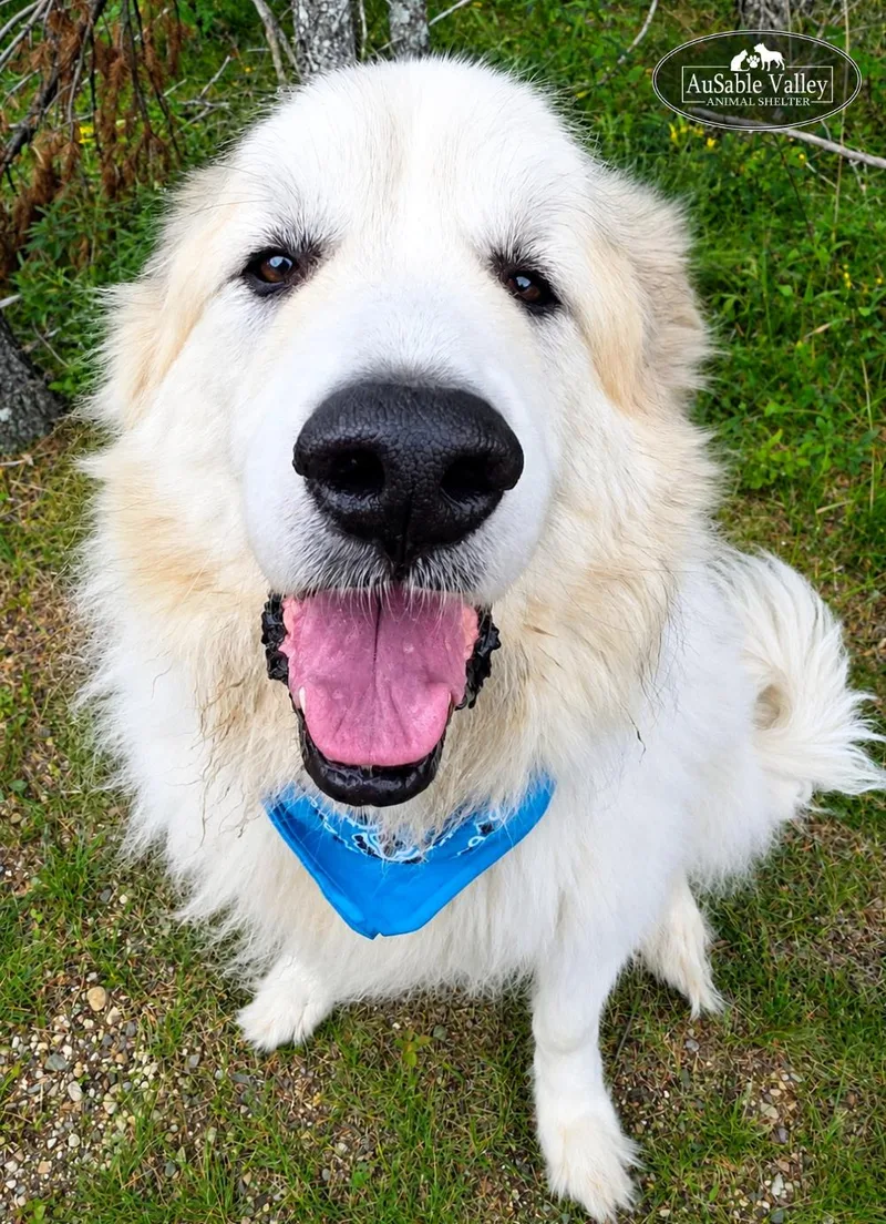 Arlo