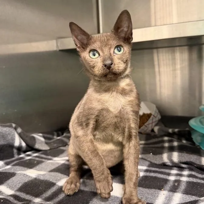 A baby small-sized male Domestic Short Hair cat named Grasshopper for adoption in Los Angeles, CA