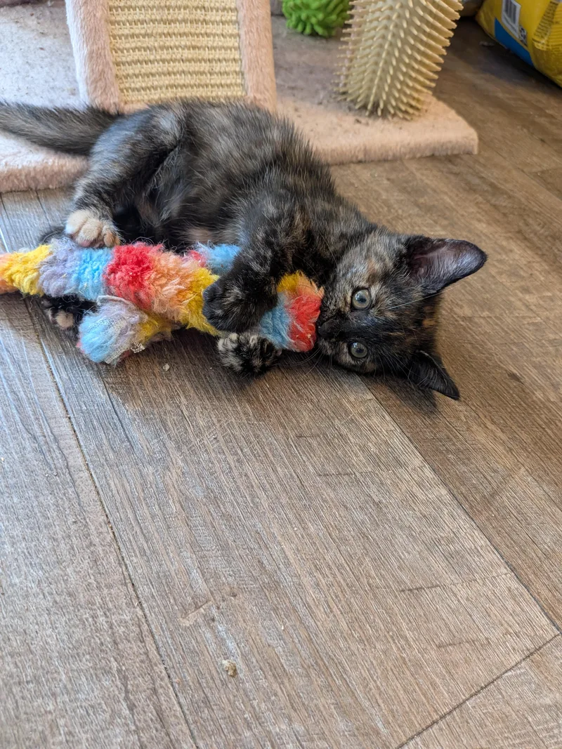 A baby small-sized female Domestic Short Hair cat named Tallis for adoption in Hershey, PA