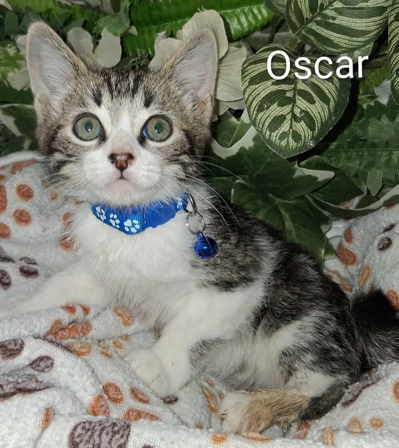 A baby medium-sized male Tabby (Gray / Blue / Silver) Domestic Short Hair cat named Oscar for adoption in Redondo Beach, CA