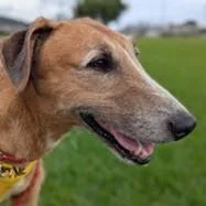 A senior large-sized male Greyhound dog named Hank for adoption in Kansas City, MO
