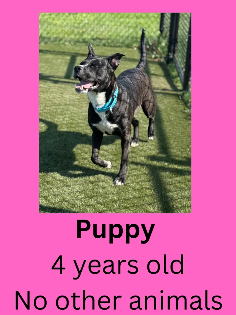 An adult medium-sized female Black Mixed Breed dog named Puppy for adoption in Ravenna, OH
