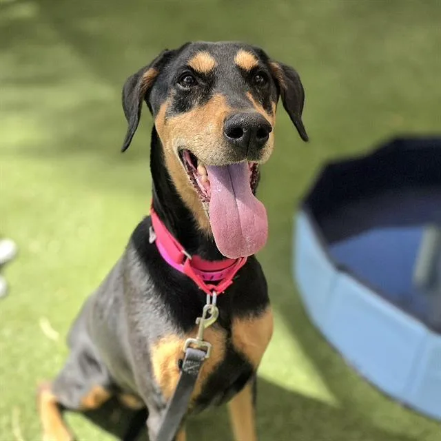 An adult large-sized female Doberman Pinscher dog named Peace for adoption in Las Vegas, NV