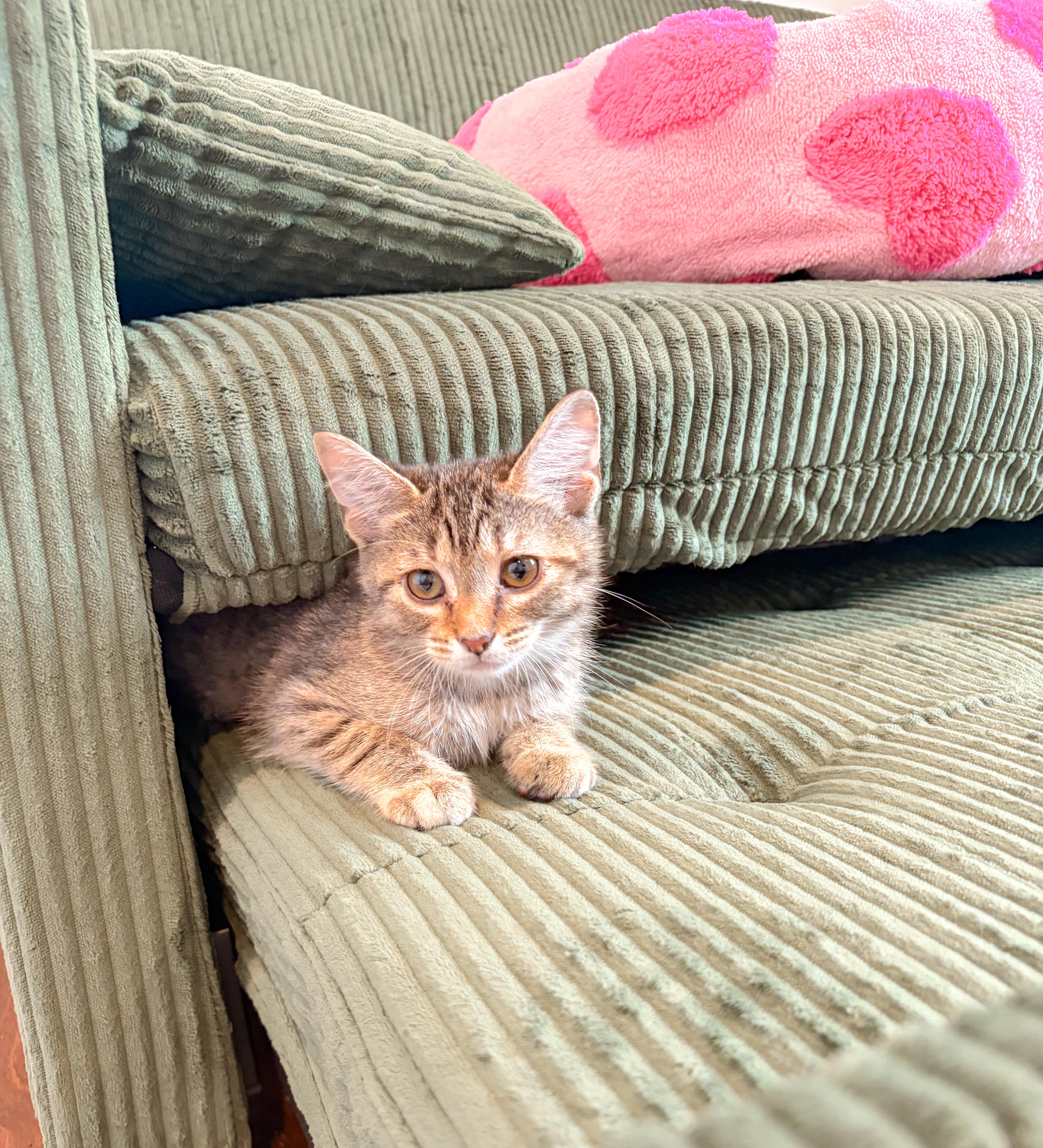 A baby medium-sized female Tabby (Buff / Tan / Fawn) Domestic Short Hair cat named Wellsy for adoption in Columbia, MD