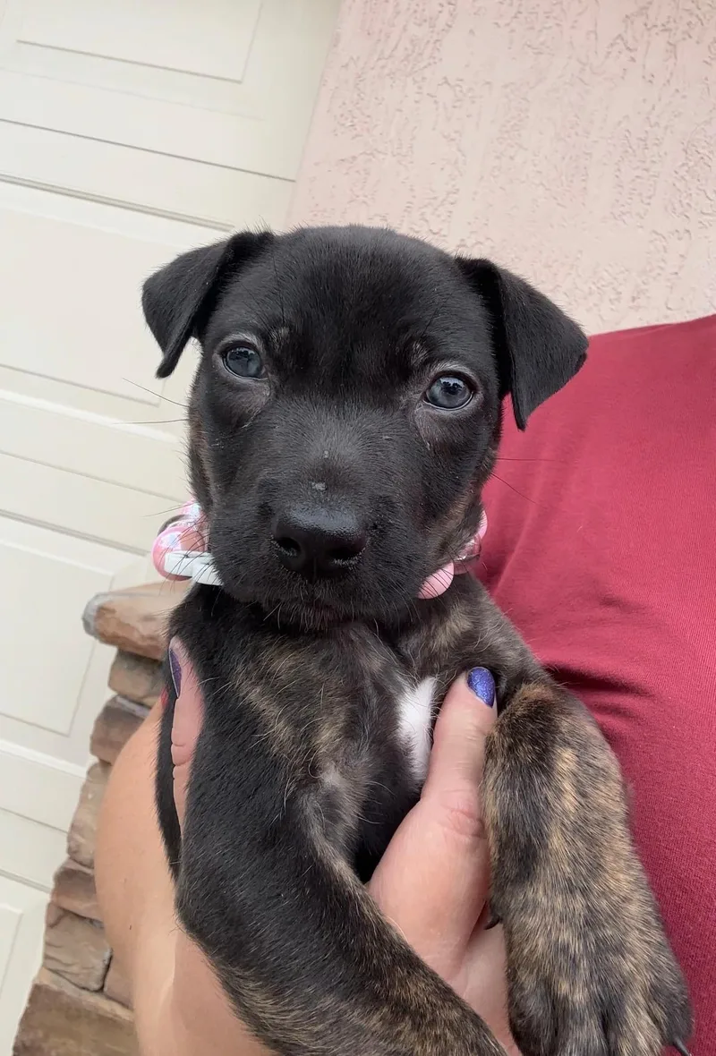 A baby medium-sized female Pit Bull Terrier dog named Flare for adoption in Sunrise, FL