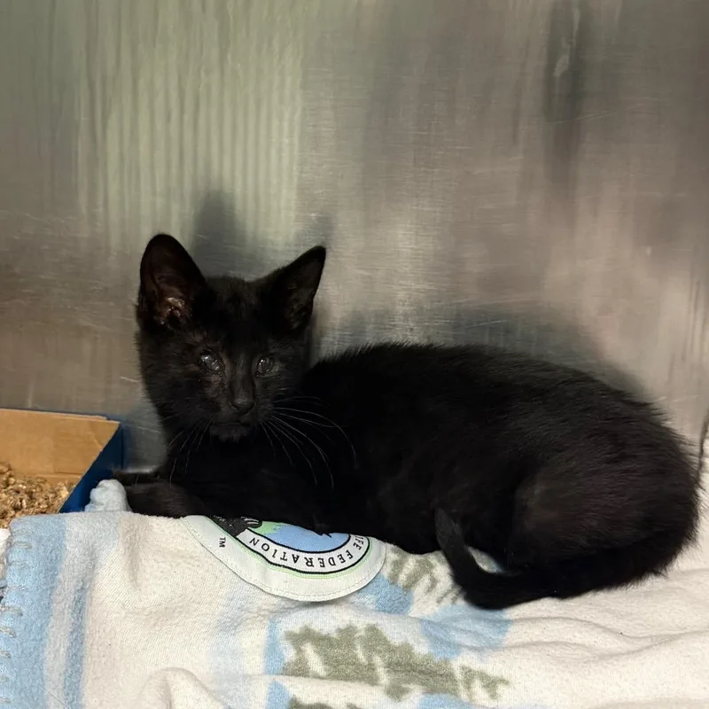 A baby small-sized male Black Domestic Short Hair cat named Sir Isaac for adoption in Newark, NJ