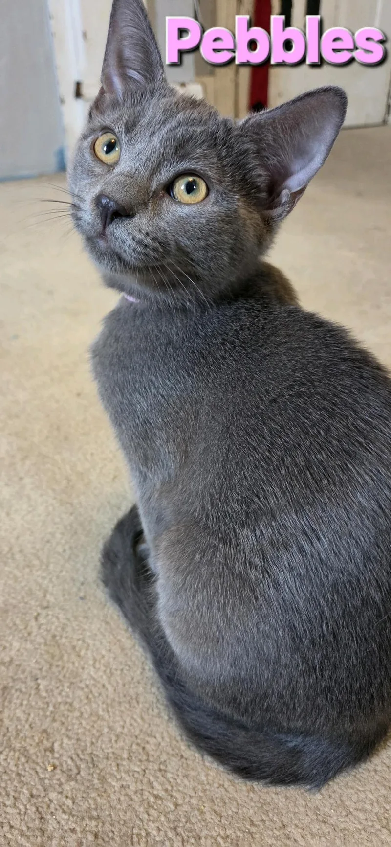Pebbles