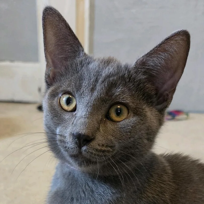 Pebbles thumbnail 2