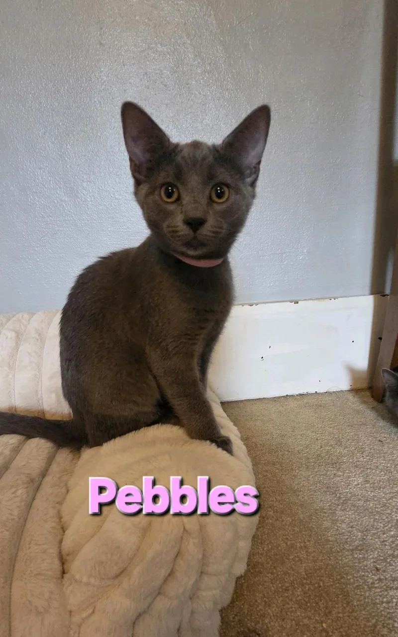 Pebbles thumbnail 3