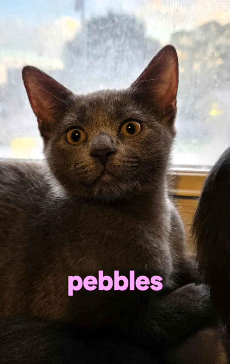 Pebbles thumbnail 5