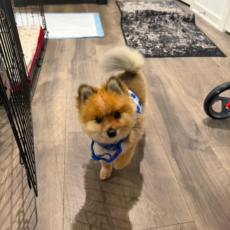 An adult small-sized female Pomeranian dog named Ginger for adoption in Fairfax, VA