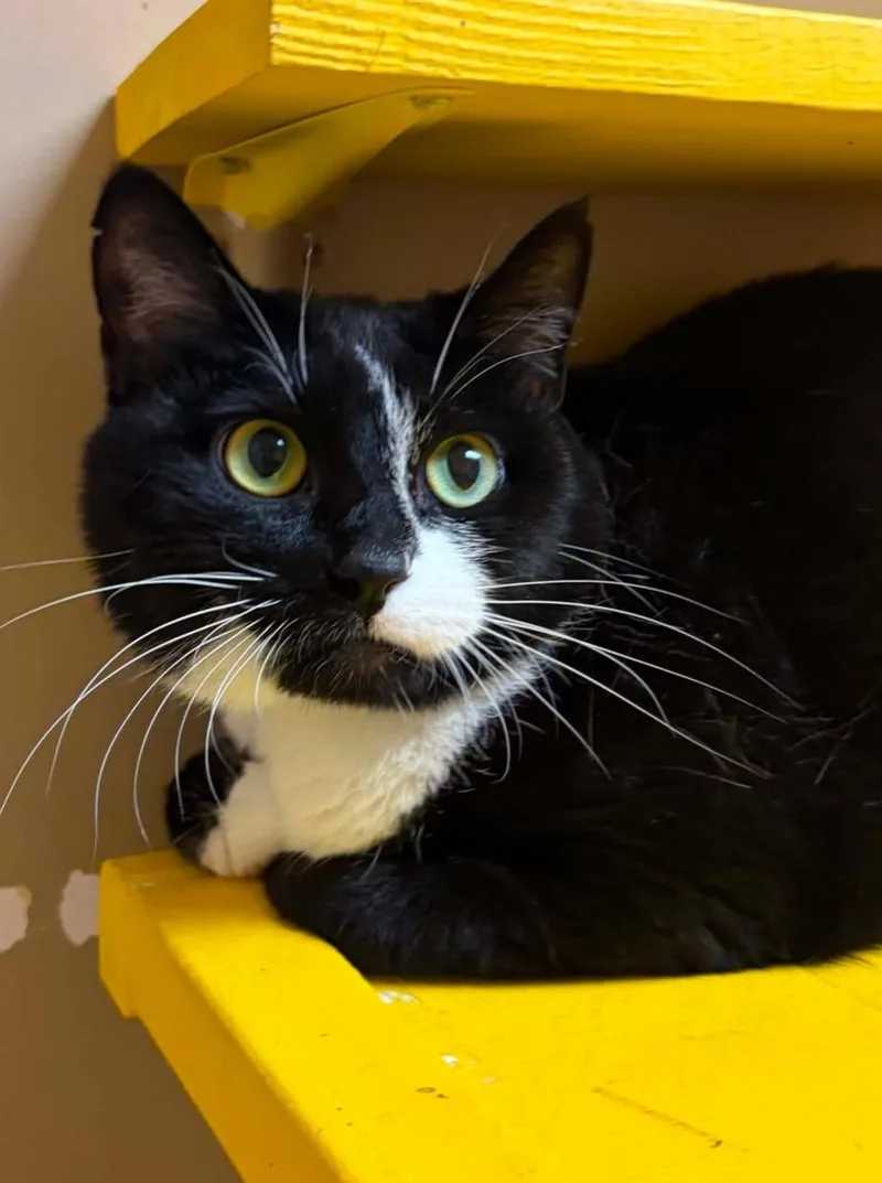 An adult medium-sized female Black & White / Tuxedo Domestic Short Hair cat named Lucy Lou for adoption in Maryville, MO