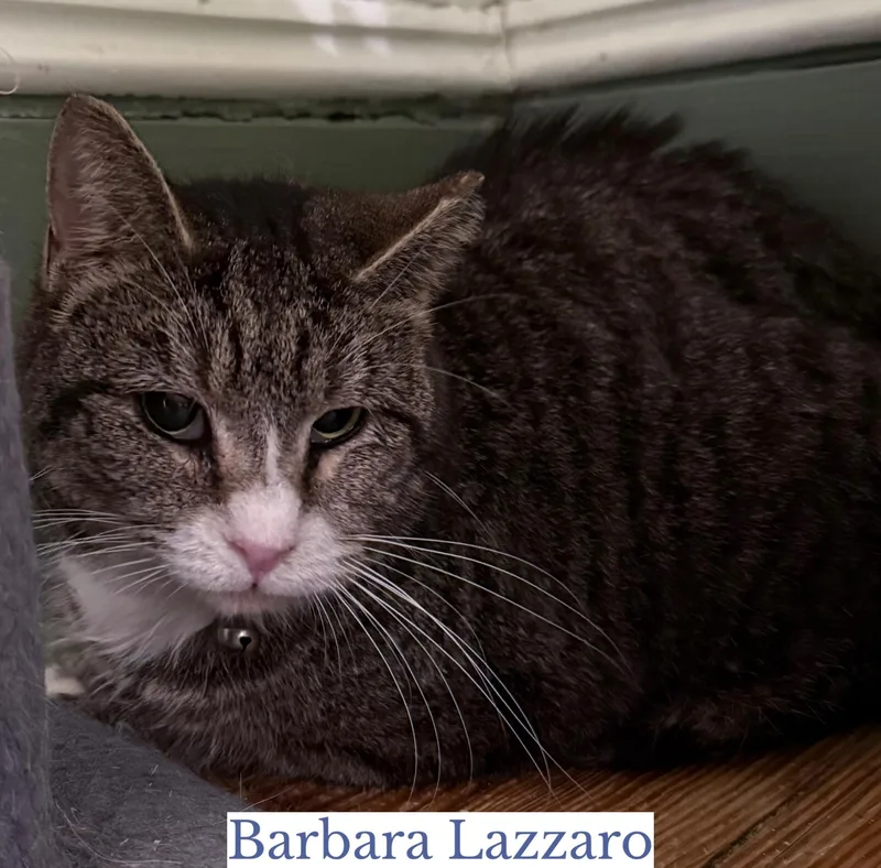 A senior medium-sized female Tabby (Brown / Chocolate) Domestic Short Hair cat named Barbara Lazarro for adoption in Berkeley Springs, WV