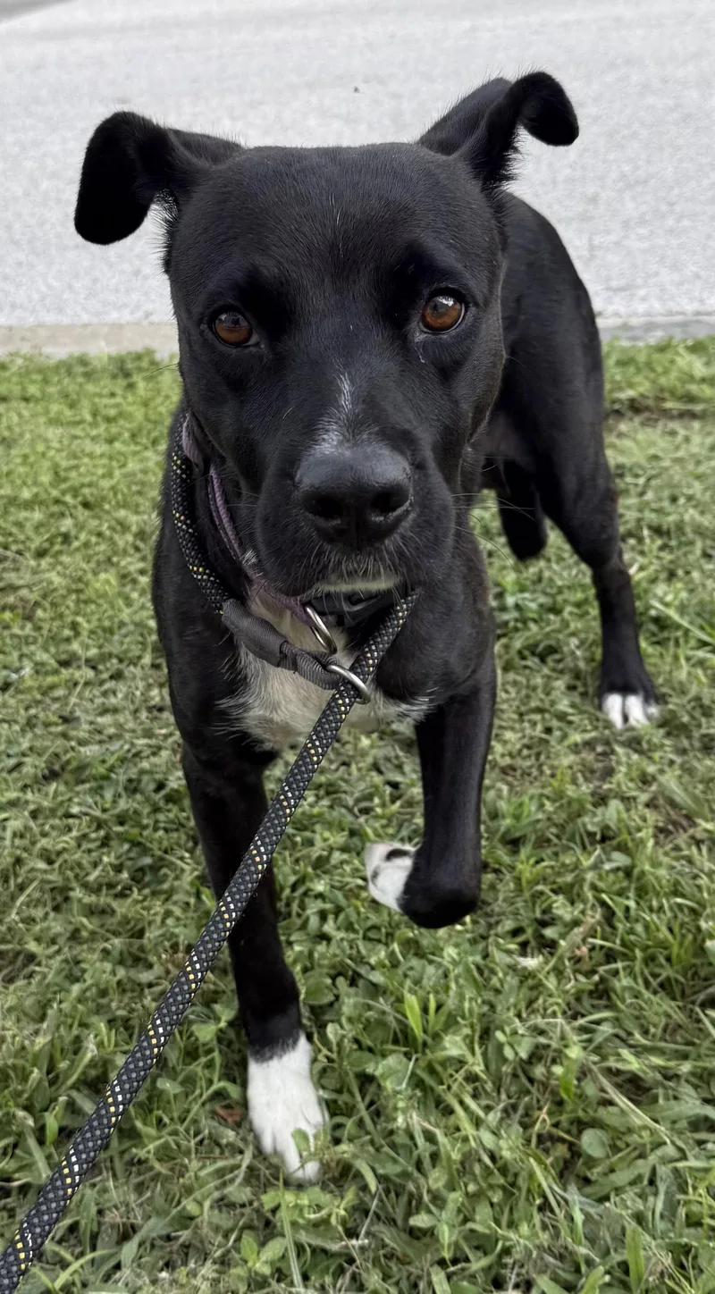 An adult medium-sized female Labrador Retriever dog named Fifa for adoption in Sanford, FL