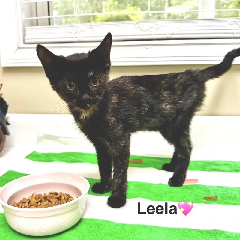 A baby small-sized female Tortoiseshell Domestic Short Hair cat named Leela for adoption in Peachtree City, GA