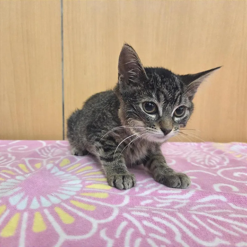 A baby small-sized female Brown / Chocolate Domestic Short Hair cat named Rye for adoption in Saint Louis, MO
