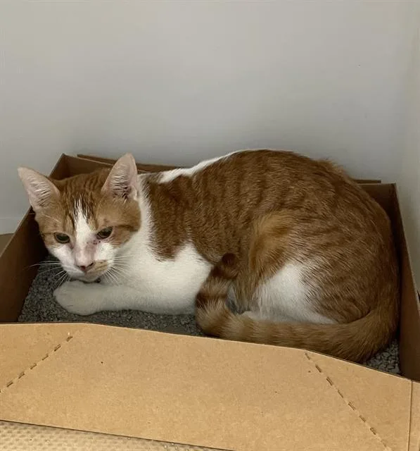A young medium-sized male Domestic Short Hair cat named Charlie for adoption in Palmetto, FL