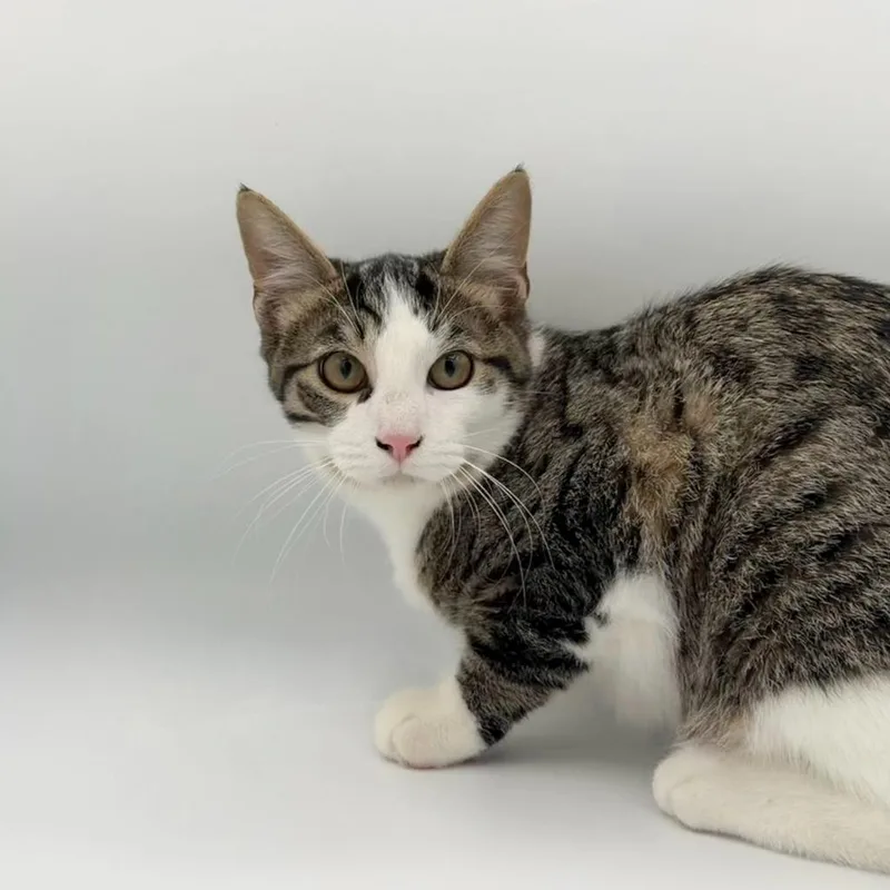 A baby small-sized male Domestic Short Hair cat named Atticus for adoption in State College, PA