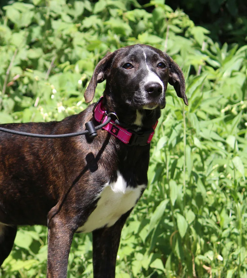 A baby large-sized female Brindle Mountain Cur dog named Bente for adoption in Portage, WI