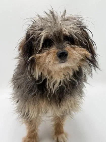 An adult small-sized male Terrier dog named York for adoption in Bowling Green, KY