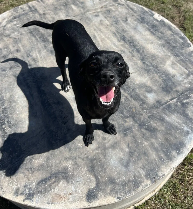 An adult small-sized female Chihuahua dog named Nessie for adoption in Pipe Creek, TX