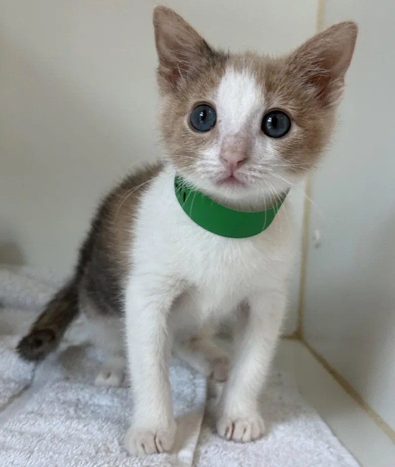 A baby small-sized female Domestic Short Hair cat named Feli for adoption in Oakland, CA