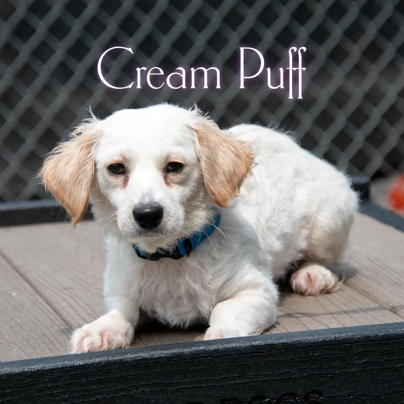 Cream Puff