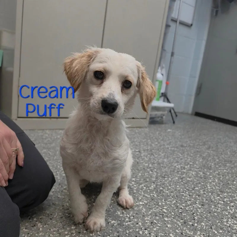 Cream Puff thumbnail 2