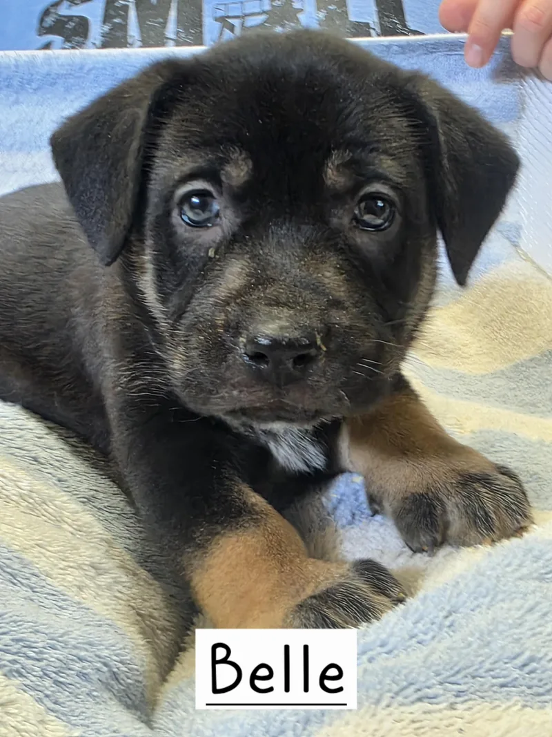 A baby large-sized female Dutch Shepherd dog named Belle for adoption in Walthill, NE